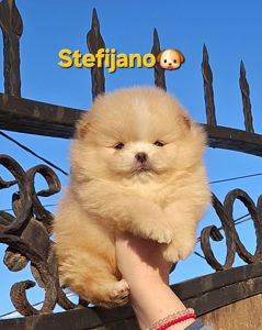 Померанський шпіц Цуценята