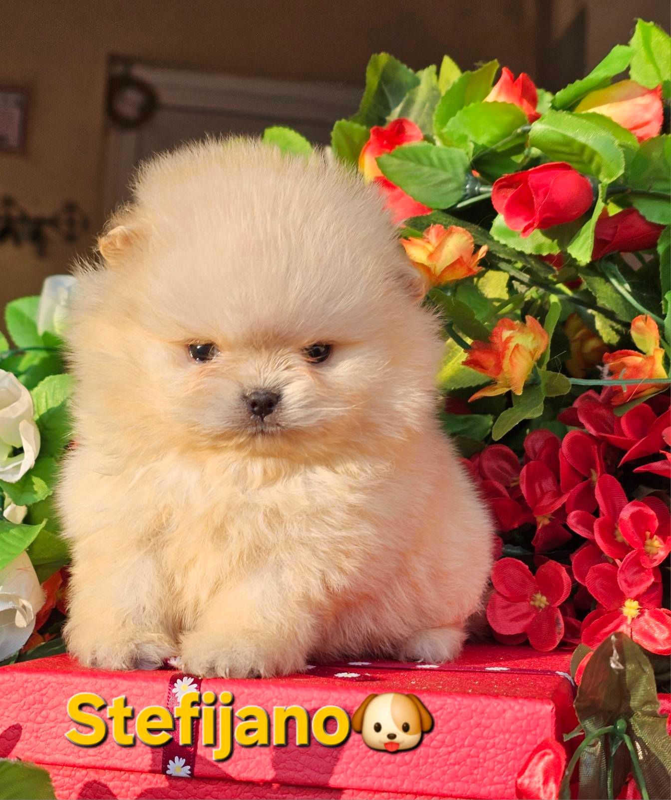 Померанський шпіц Цуценята