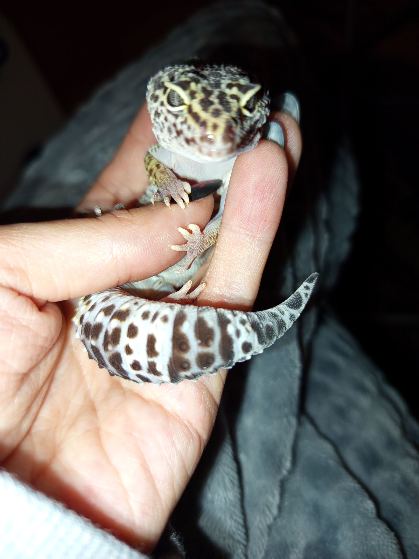 Гекон леопардовий