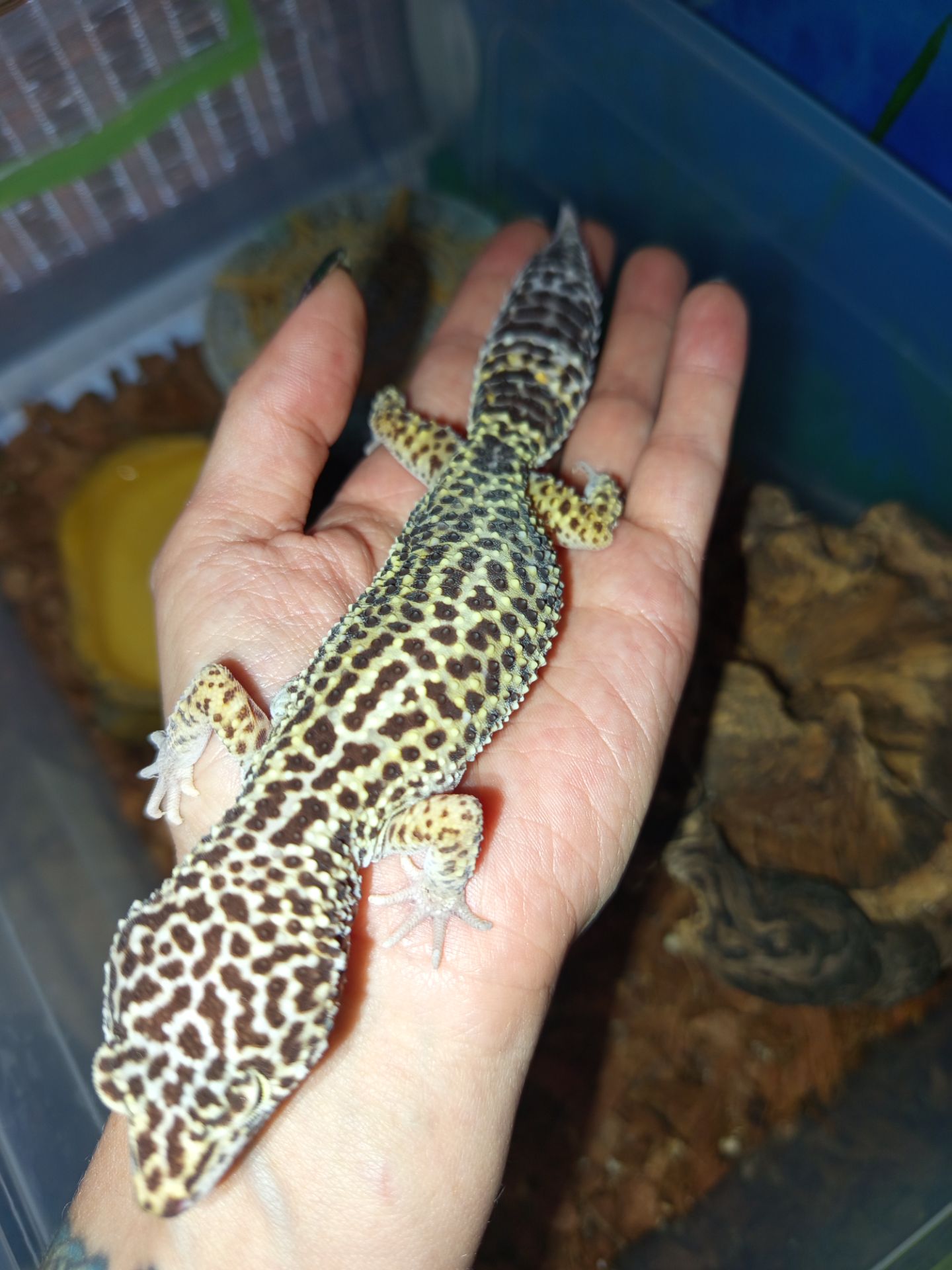 Гекон леопардовий