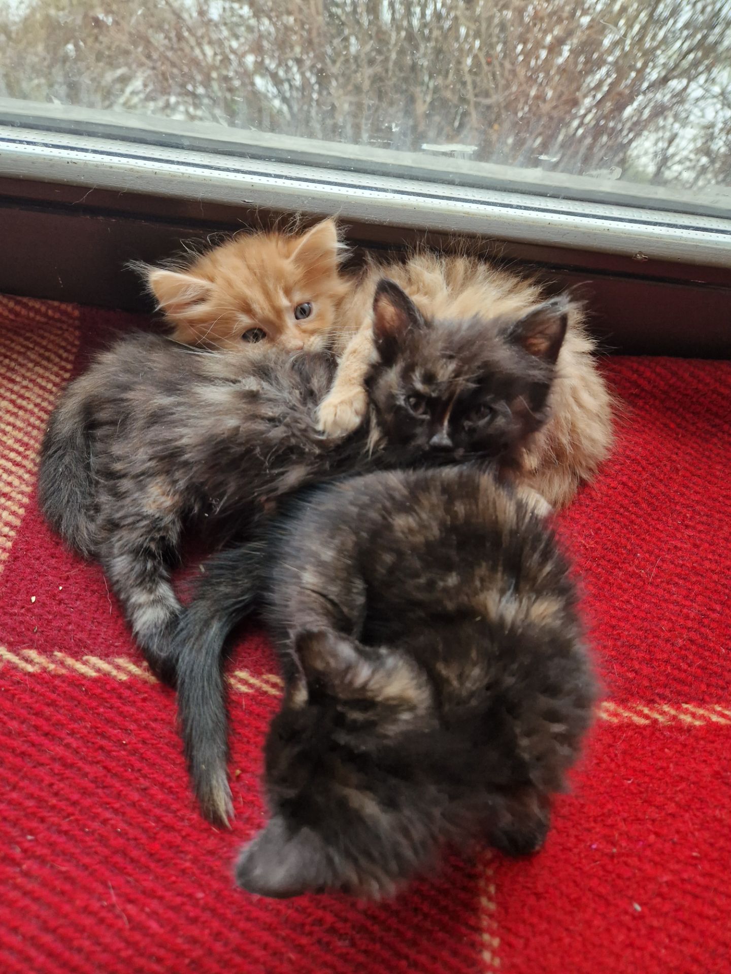 Пухнаста Шоколадно-руда кото-дівчинка півтора місяці