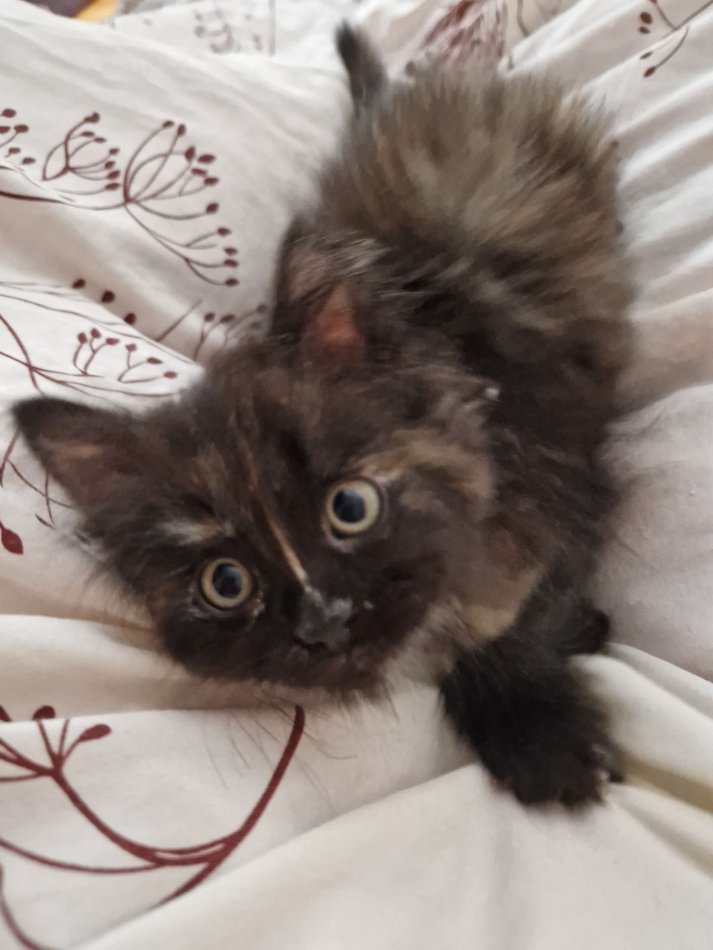 Пухнаста Шоколадно-руда кото-дівчинка півтора місяці