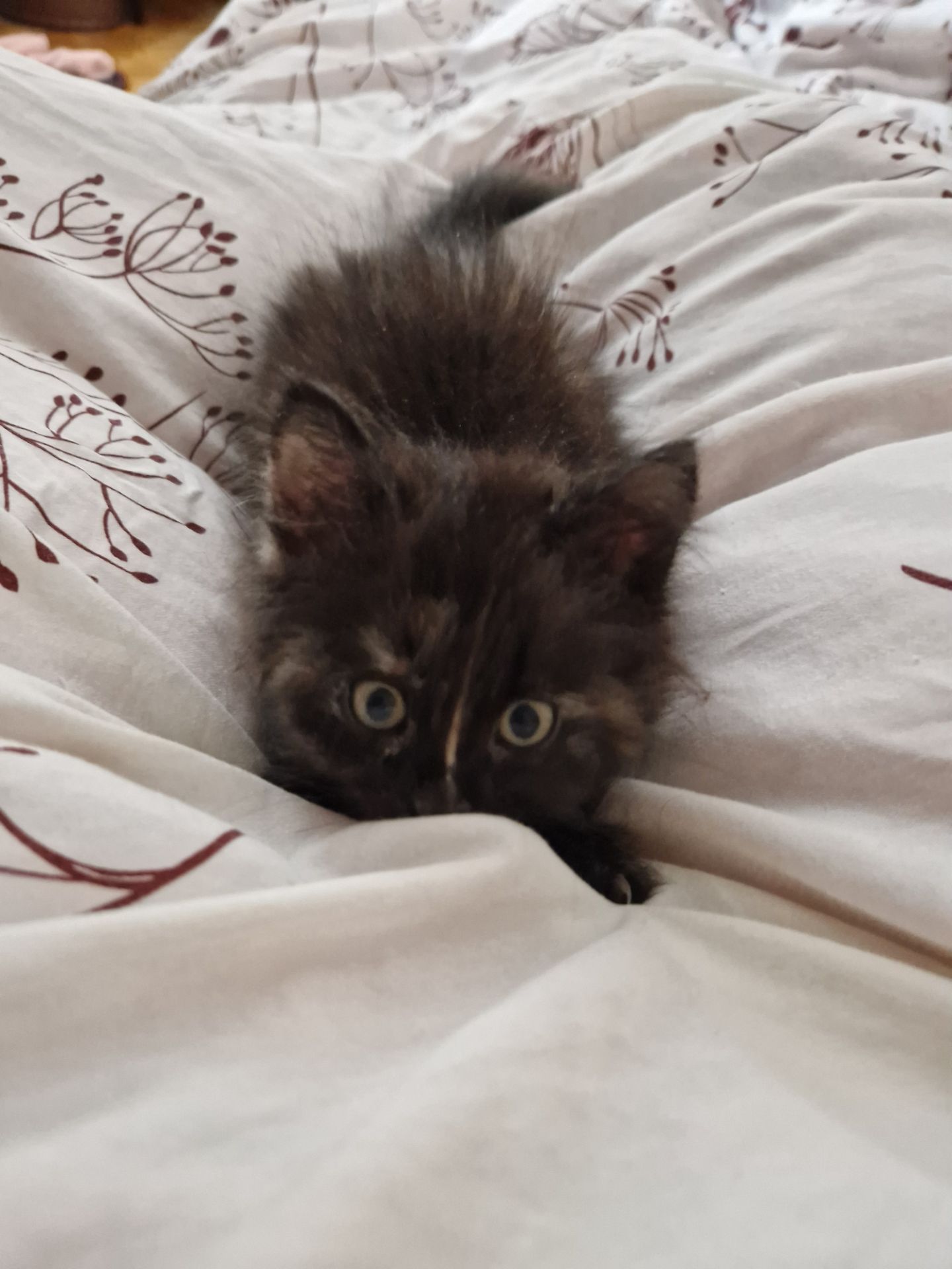 Пухнаста Шоколадно-руда кото-дівчинка півтора місяці