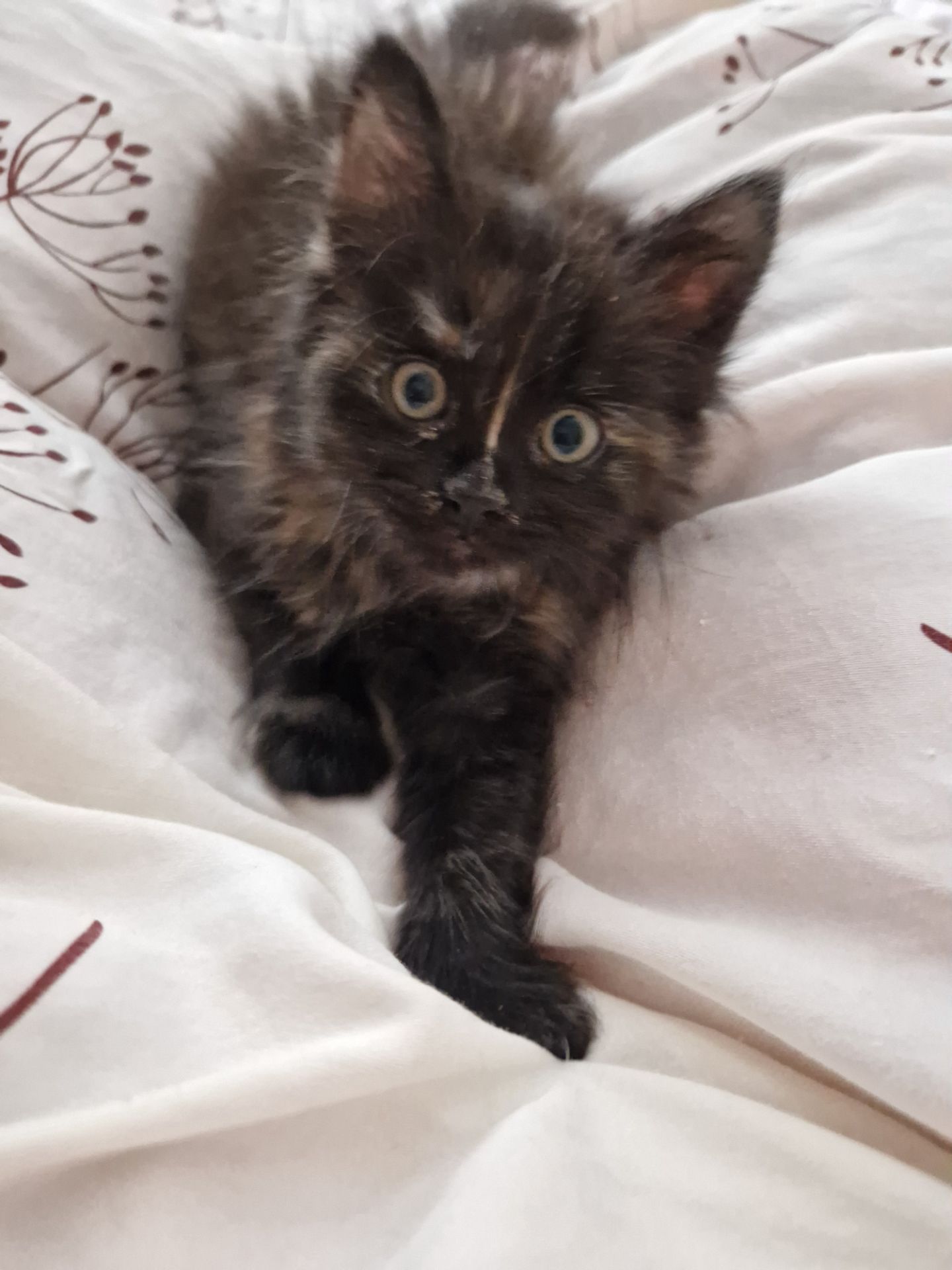 Пухнаста Шоколадно-руда кото-дівчинка півтора місяці