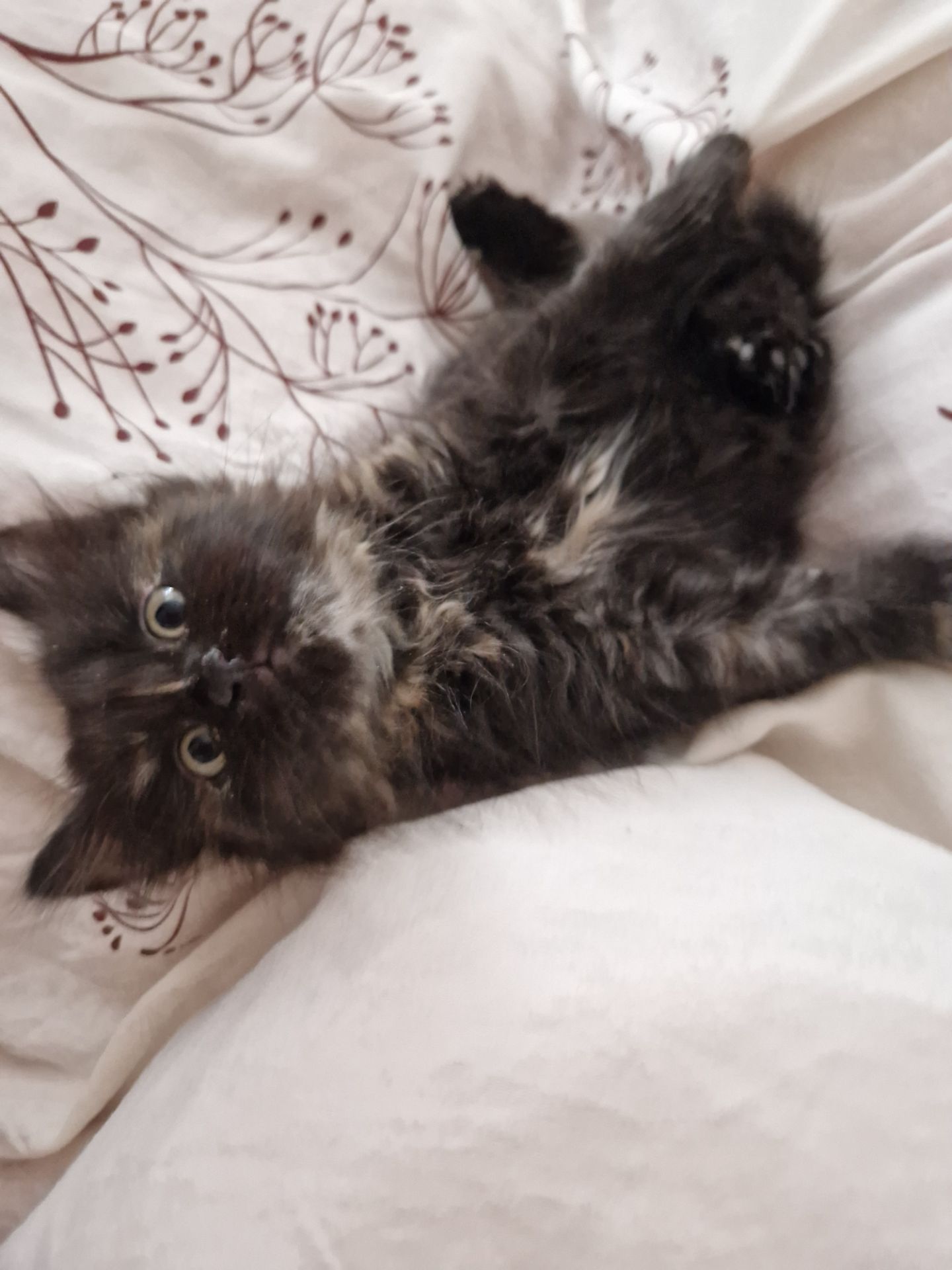 Пухнаста Шоколадно-руда кото-дівчинка півтора місяці