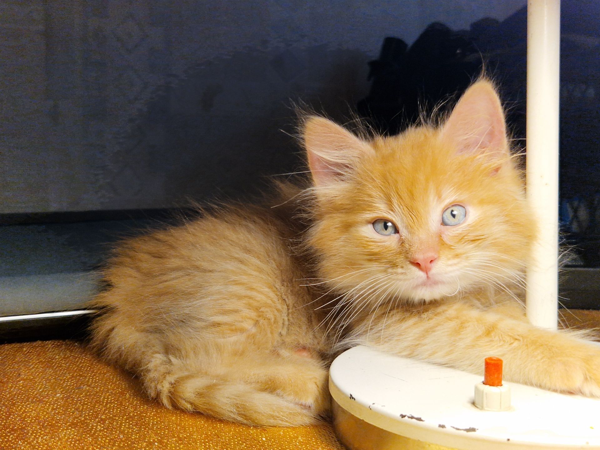 Альфа Кошеня Пухнасте Сонячно-Золотаве кошеня півтора місяці