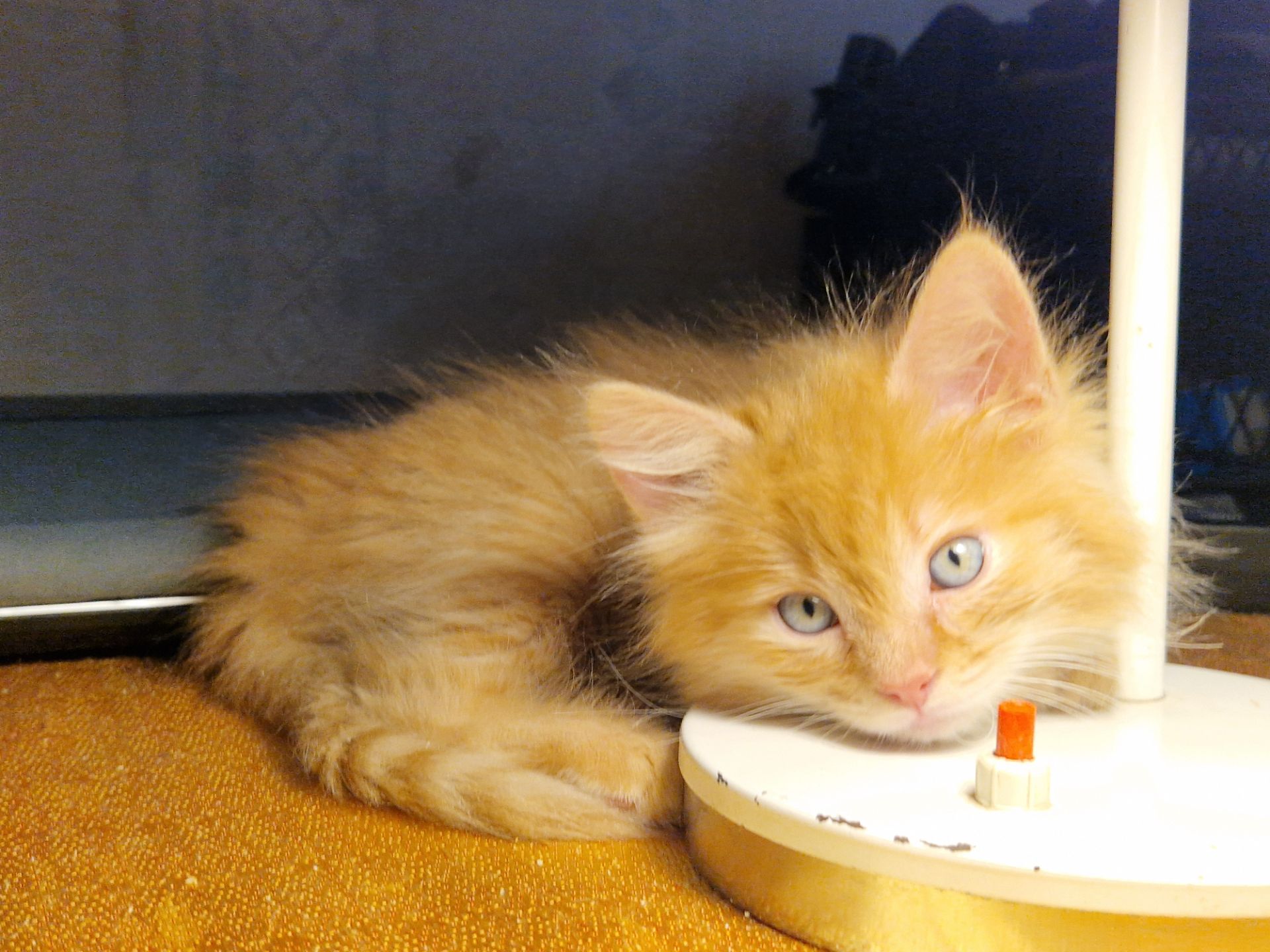 Альфа Кошеня Пухнасте Сонячно-Золотаве кошеня півтора місяці