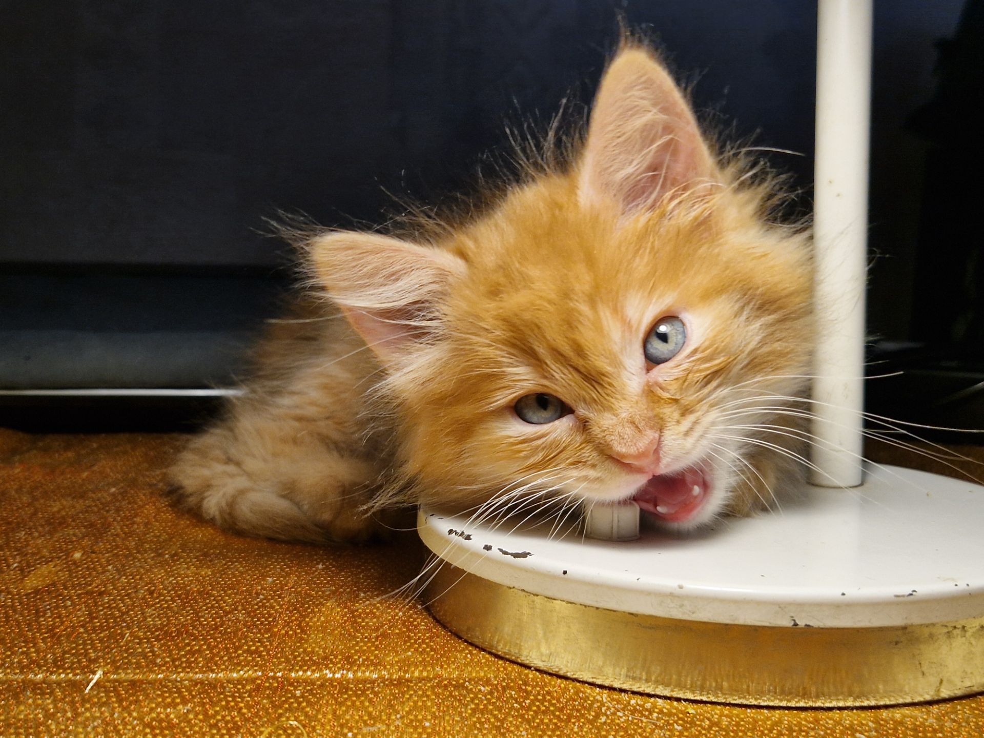 Альфа Кошеня Пухнасте Сонячно-Золотаве кошеня півтора місяці