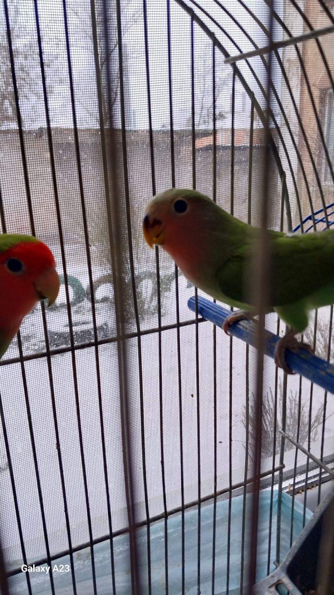 Папугаи неразлучники