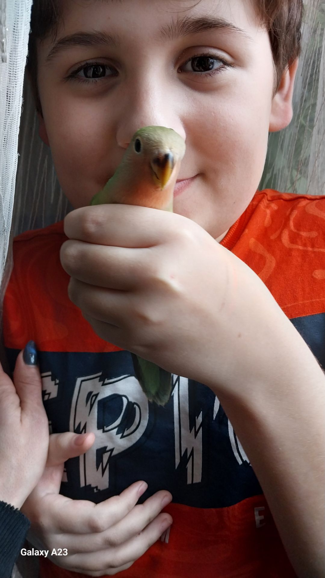 Папугаи неразлучники