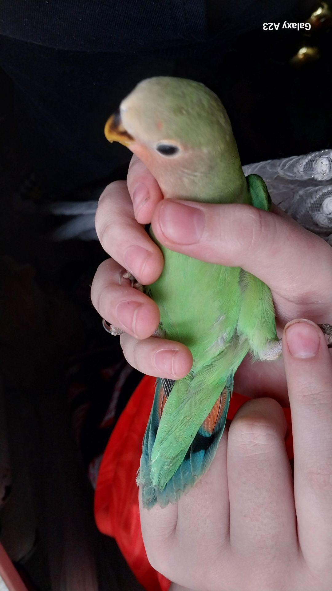 Папугаи неразлучники