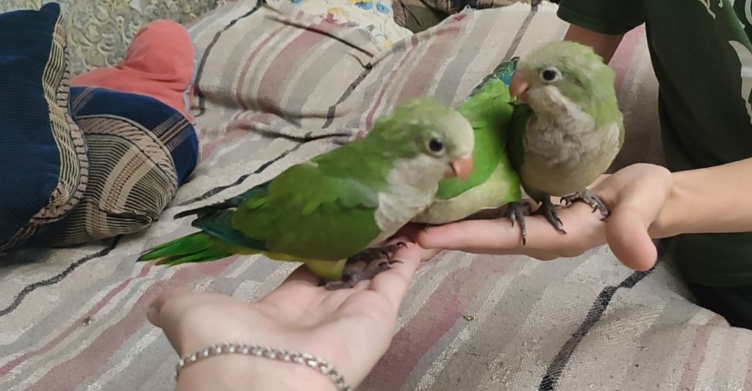 Монах- калита