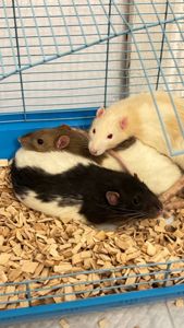 Пацюки декоративні