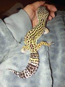 Гекон леопардовий