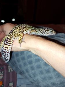 Гекон леопардовий