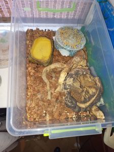 Гекон леопардовий