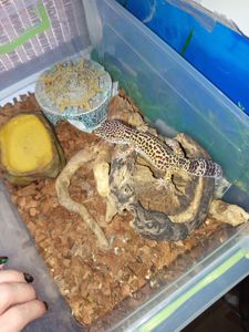 Гекон леопардовий