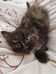 Пухнаста Шоколадно-руда кото-дівчинка півтора місяці