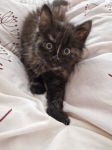 Пухнаста Шоколадно-руда кото-дівчинка півтора місяці