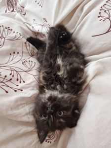 Пухнаста Шоколадно-руда кото-дівчинка півтора місяці