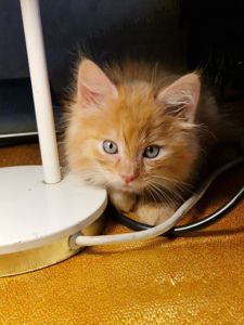 Альфа Кошеня Пухнасте Сонячно-Золотаве кошеня півтора місяці