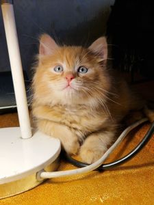 Альфа Кошеня Пухнасте Сонячно-Золотаве кошеня півтора місяці