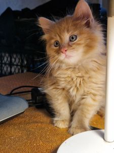 Альфа Кошеня Пухнасте Сонячно-Золотаве кошеня півтора місяці