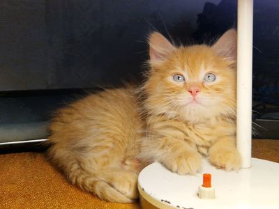 Альфа Кошеня Пухнасте Сонячно-Золотаве кошеня півтора місяці