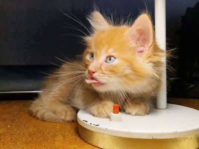 Альфа Кошеня Пухнасте Сонячно-Золотаве кошеня півтора місяці