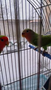 Папугаи неразлучники