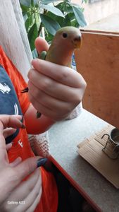 Папугаи неразлучники