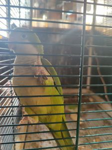 Монах- калита