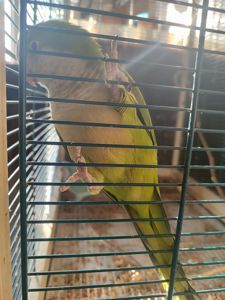 Монах- калита