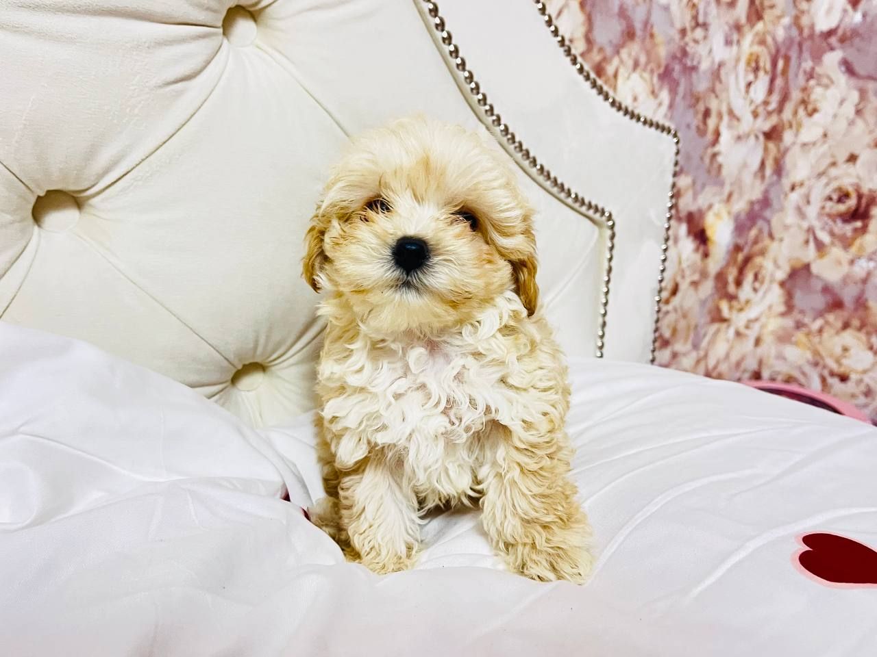 Цуценята модної дизайнерської породи