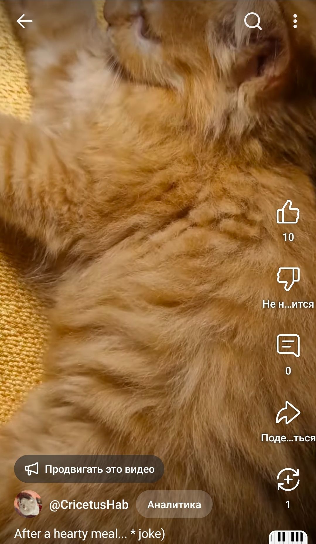 Альфа Кошеня Пухнасте Сонячно-Золотаве кошеня півтора місяці