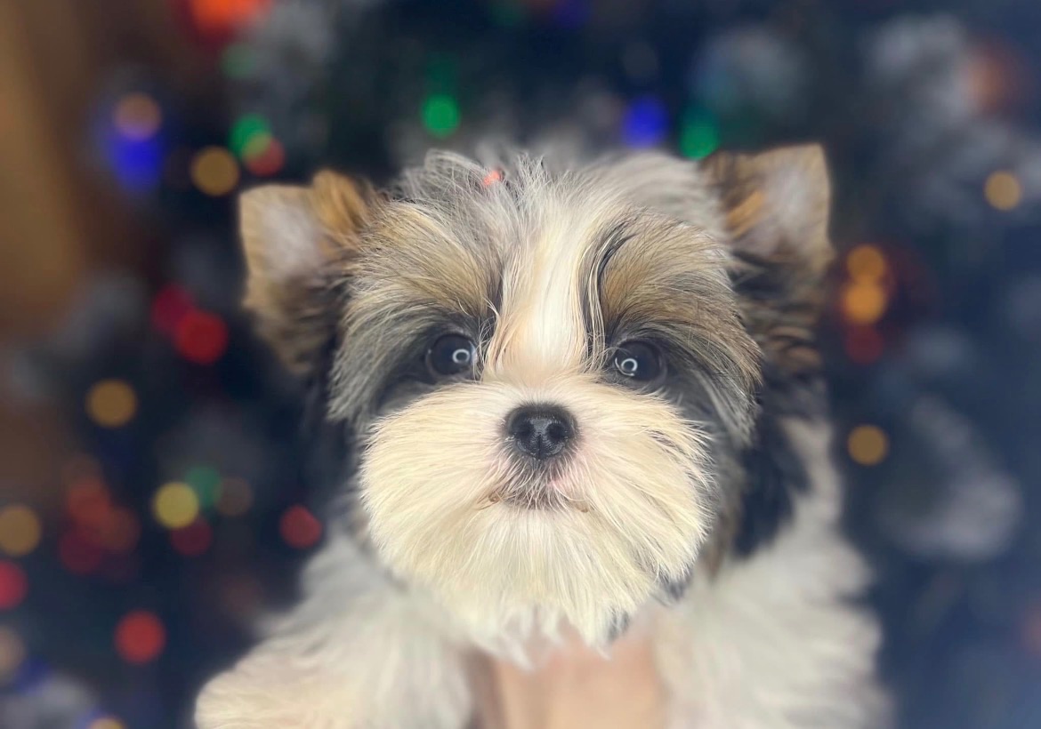 Хлопчик - міні бівер