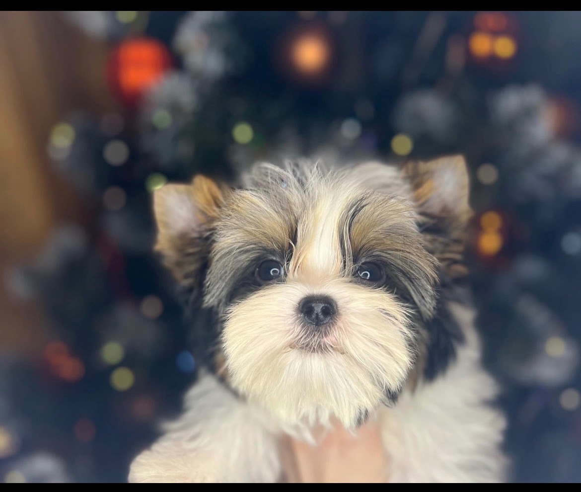 Хлопчик - міні бівер