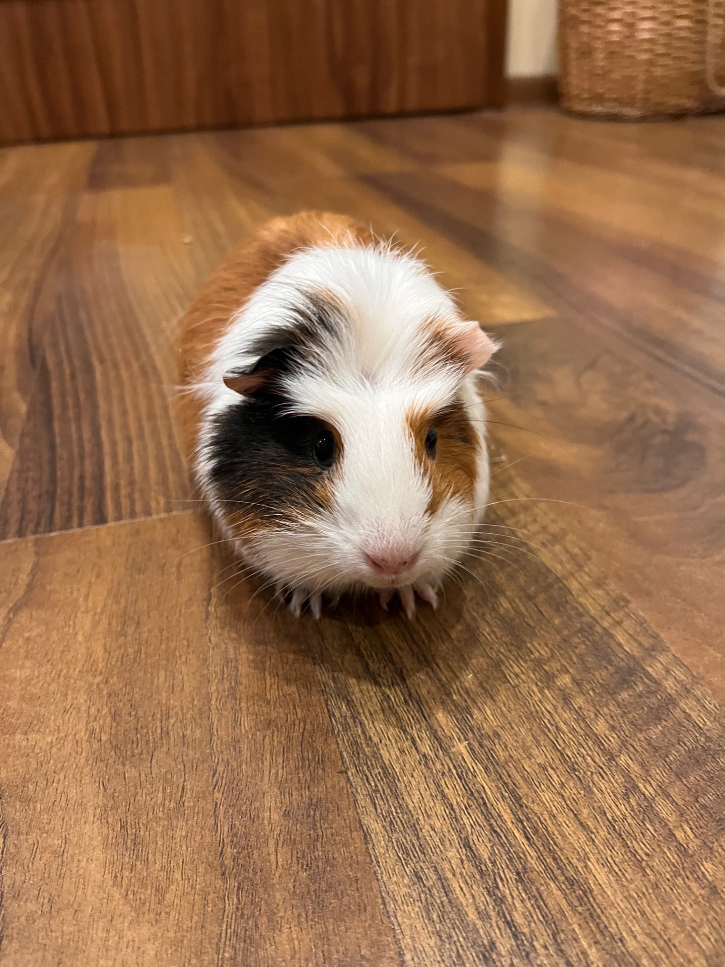 Морська свинка