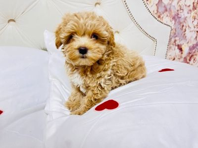 Цуценята модної дизайнерської породи