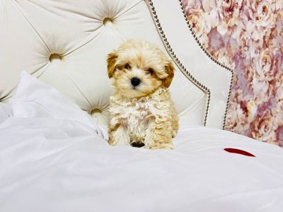 Цуценята модної дизайнерської породи