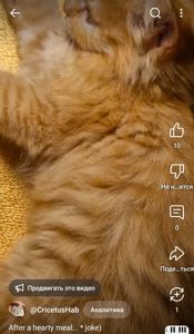 Пухнасте Сонячно-Золотаве кошеня півтора місяці