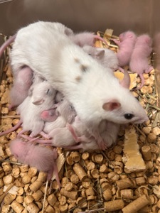 Мастомис белые мыши