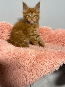 Кошенята Мейн-Кун