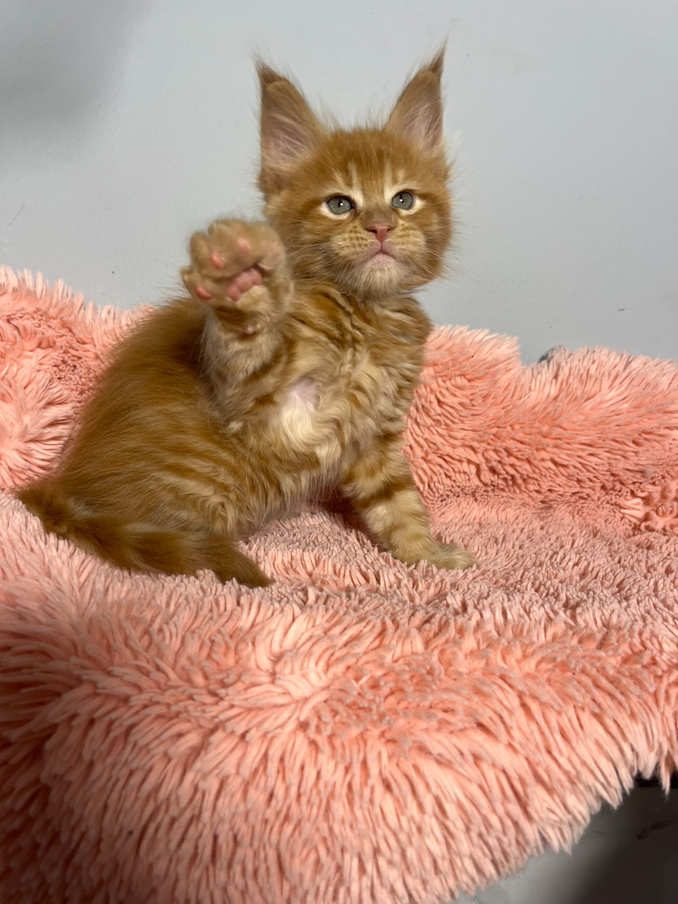 Кошенята Мейн-Кун