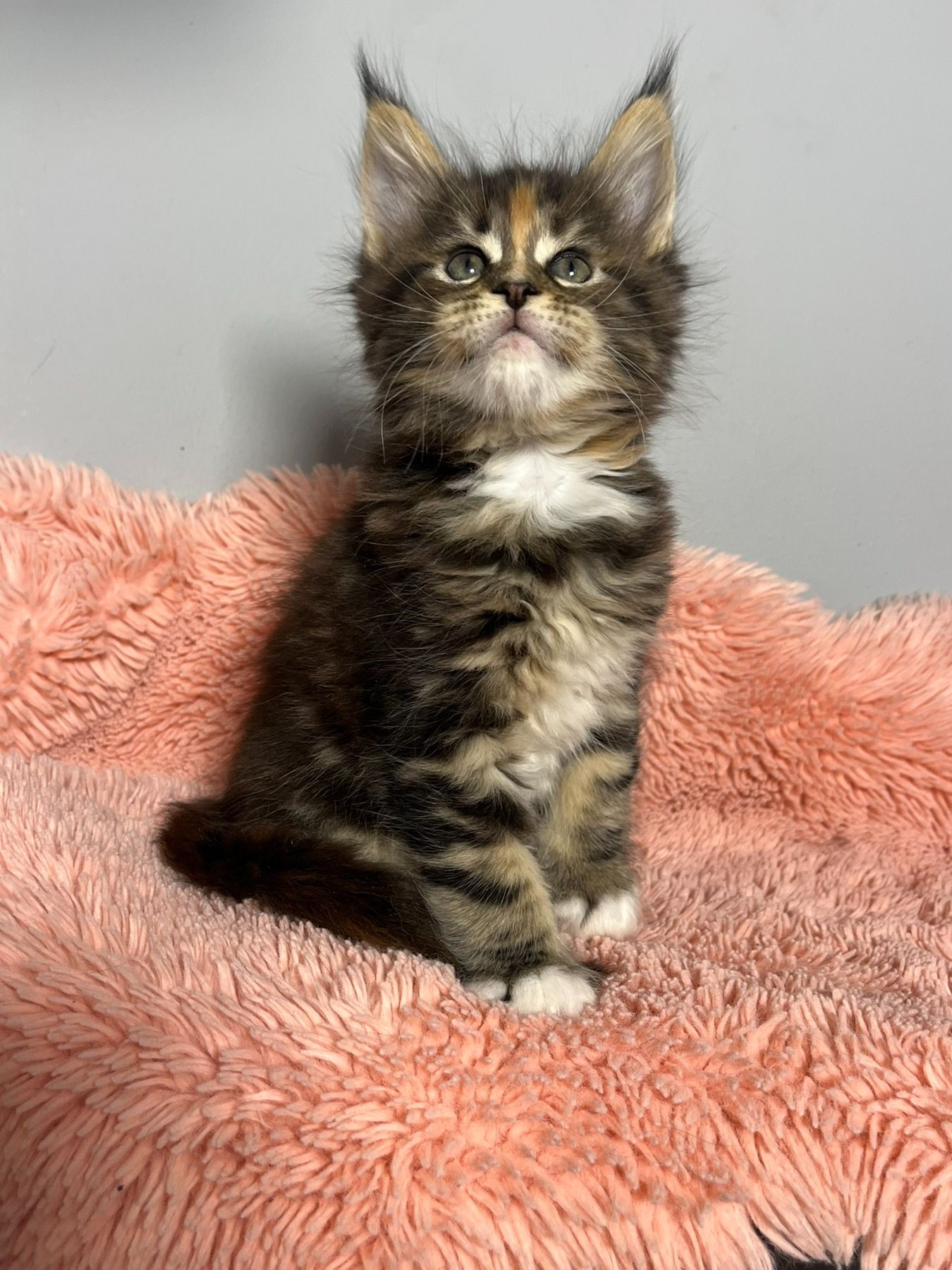 Кошенята Мейн-Кун