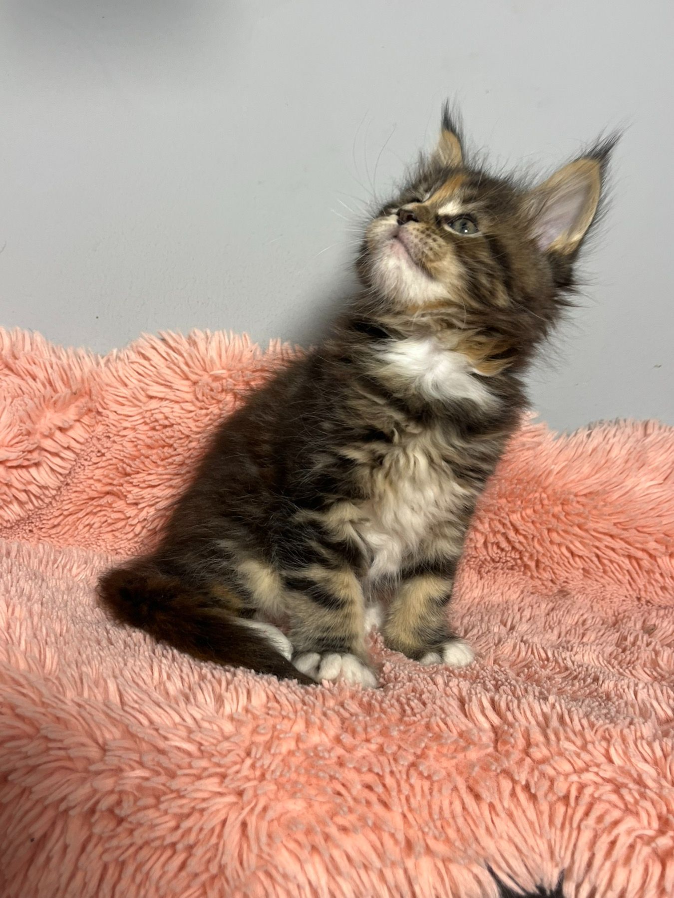 Кошенята Мейн-Кун