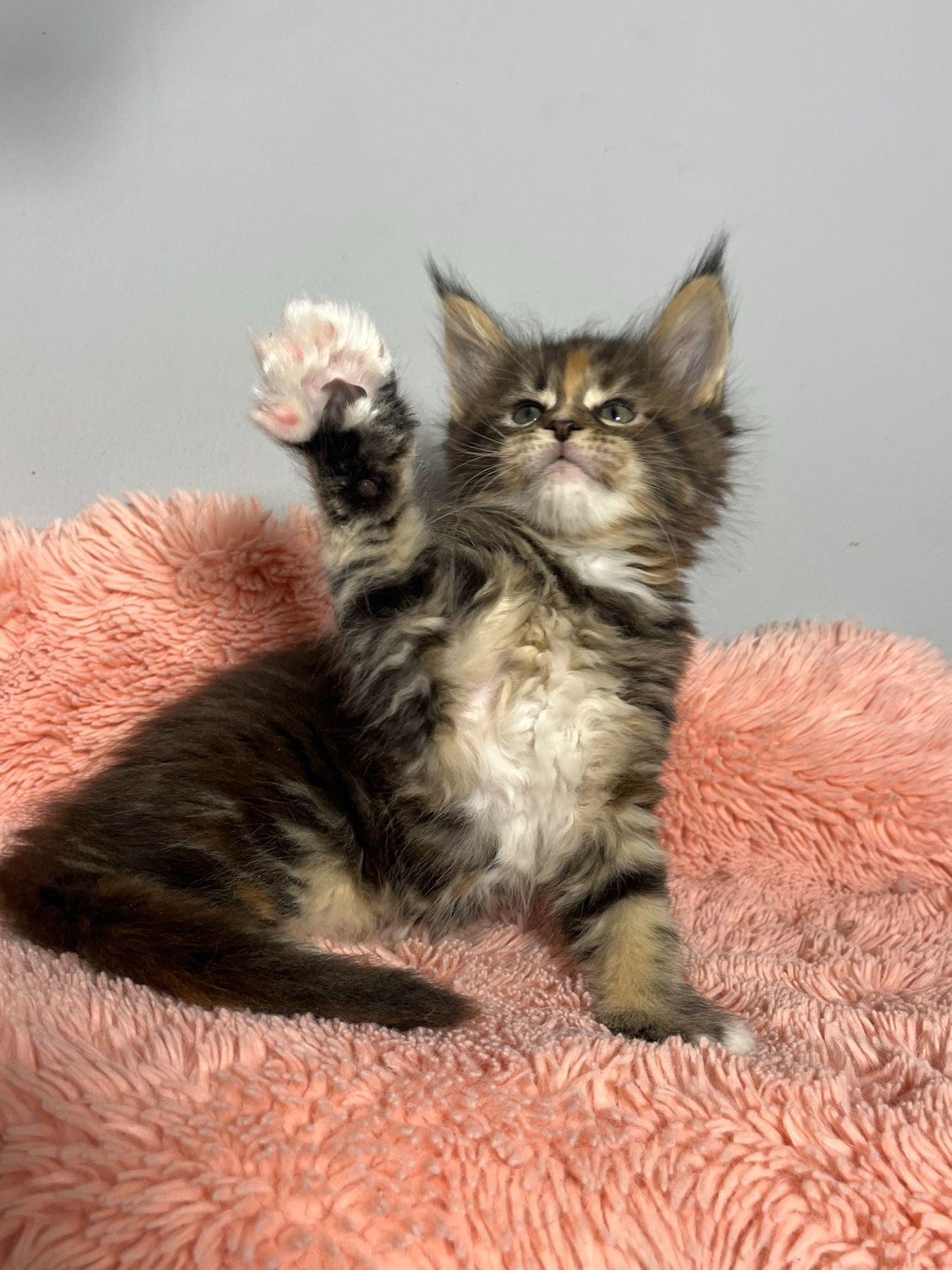 Кошенята Мейн-Кун