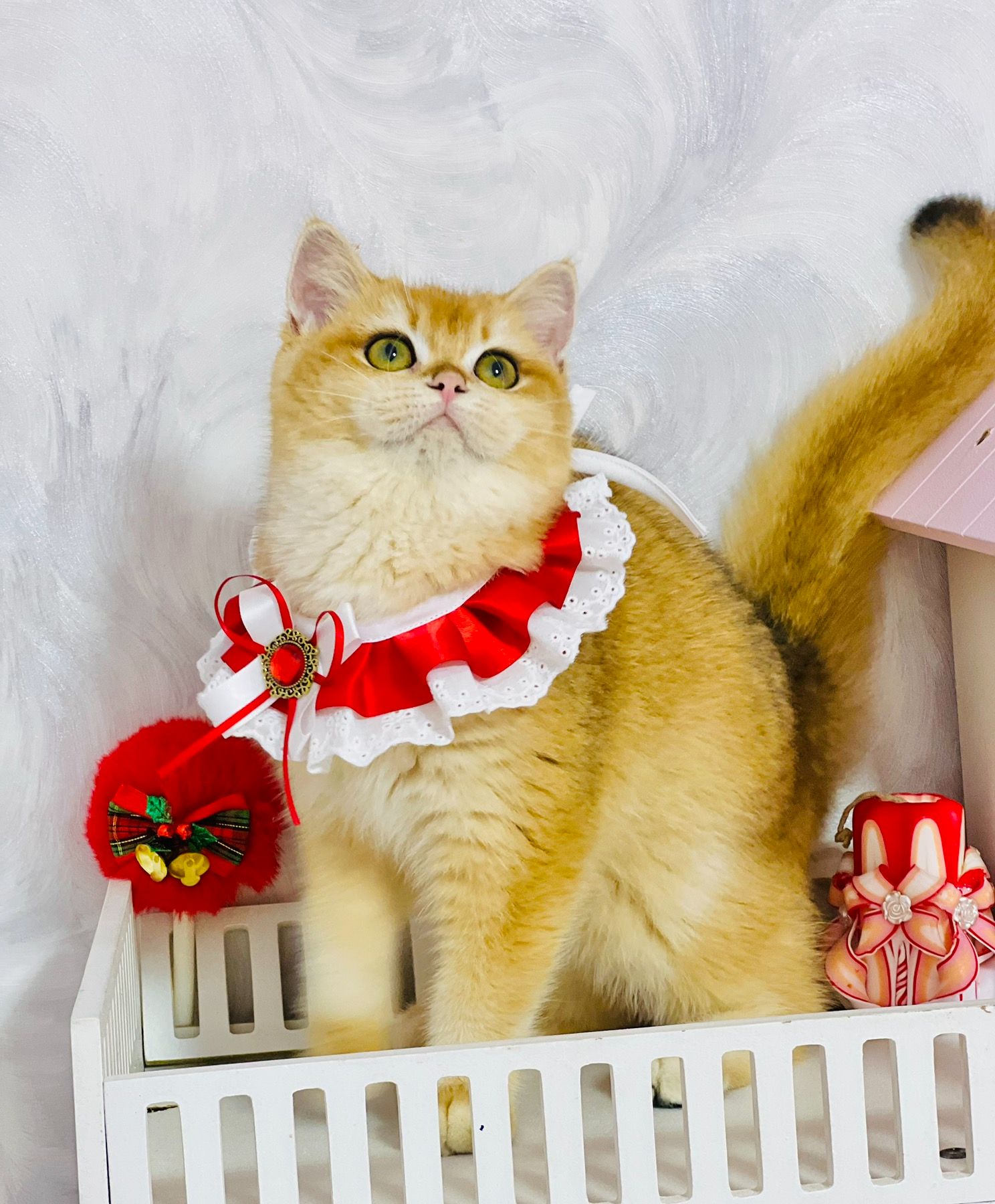 Британська золота шиншилла