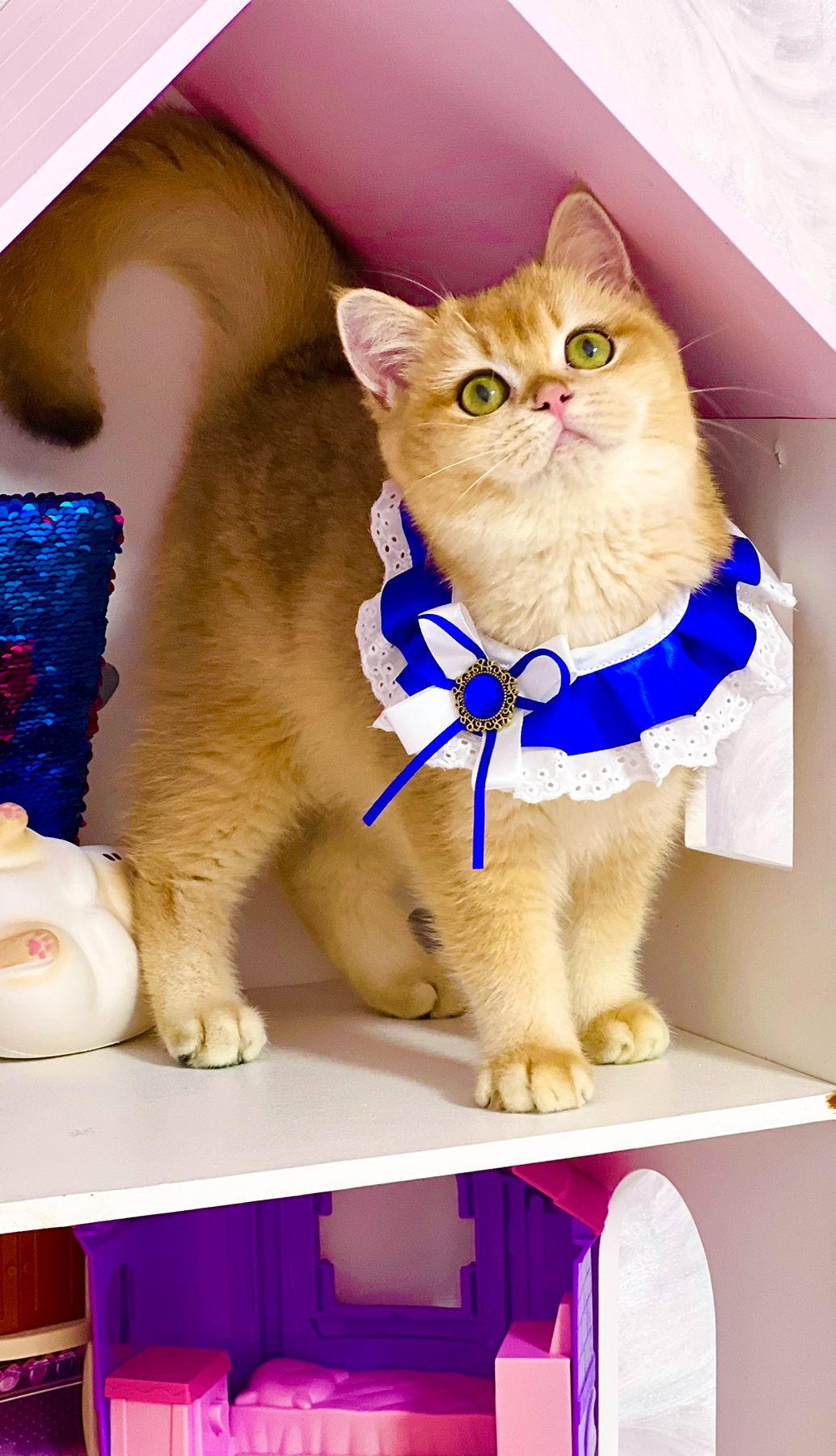 Британська золота шиншилла