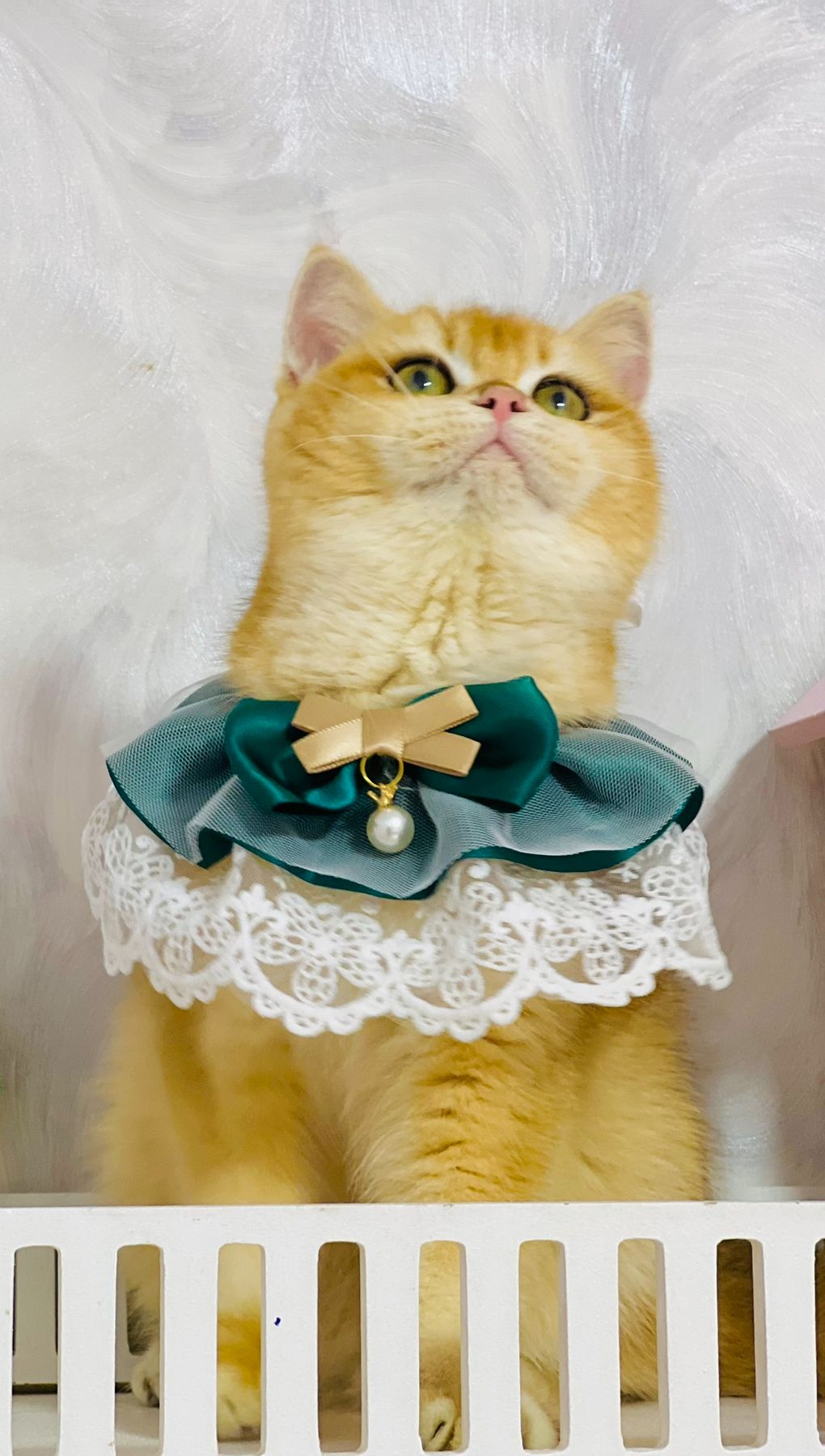 Британська золота шиншилла